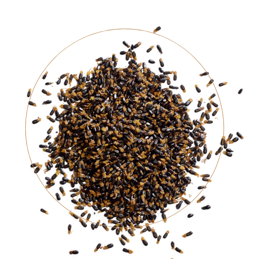 wattleseed ingredient in non-alcoholic spirit